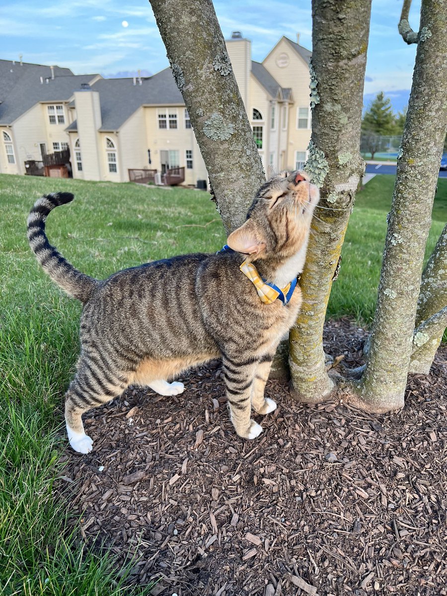 Enjoy the little things in life 😍 #CatsofTwittter #HumpDay