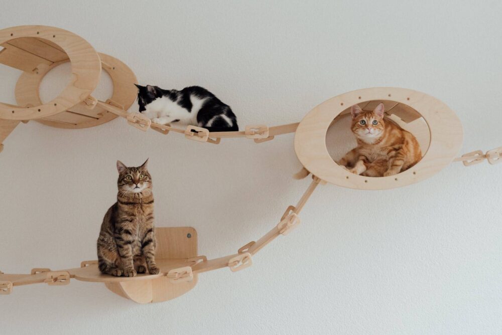 McPets1's tweet photo. We thought this was neat! 🤗✨
#Cat #Felidae #Carnivore #Smalltomediumsizedcats #Whiskers #Window #Beige #Comfort #Tail #Petsupply https://t.co/ympyPBkoJx