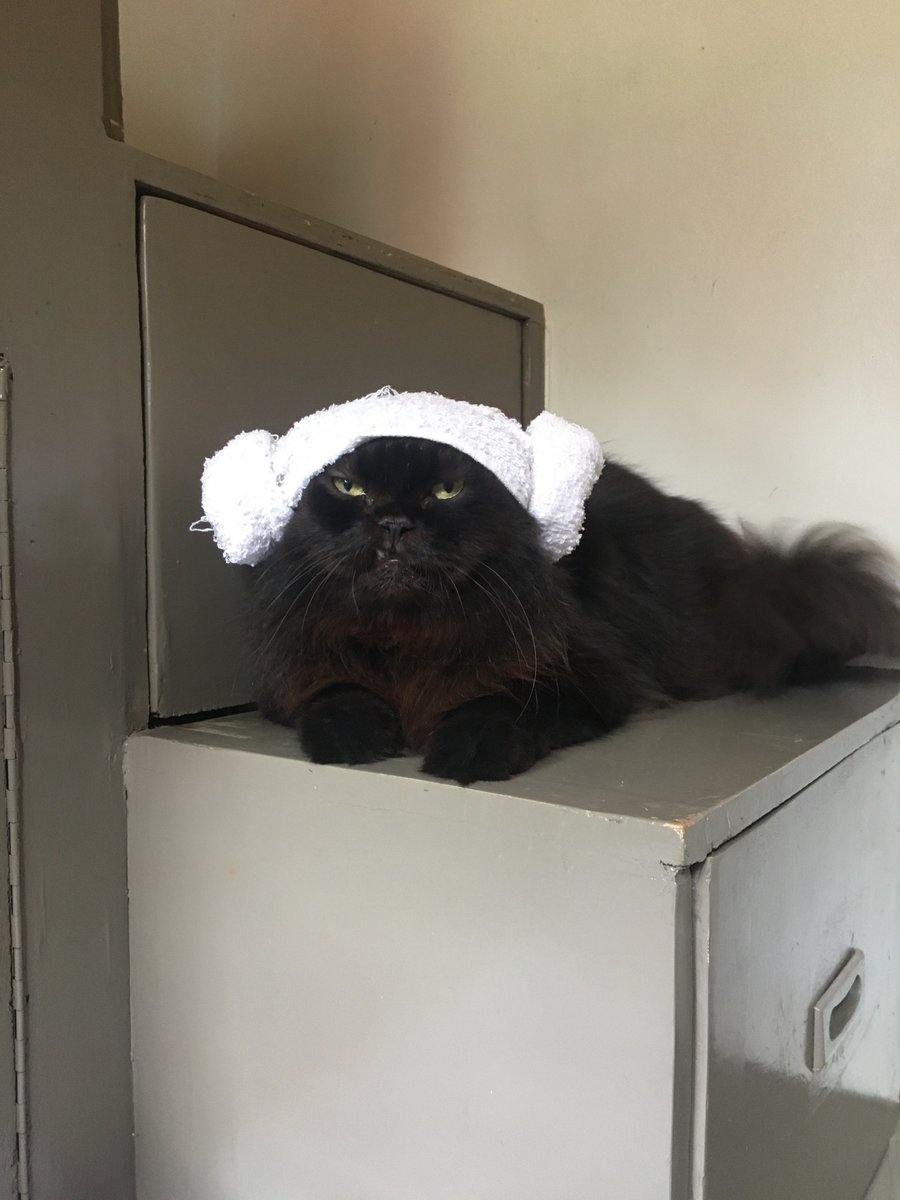 chickenpaninis's tweet photo. this is my cat. i luv my cat. https://t.co/lHdF8xVlf8