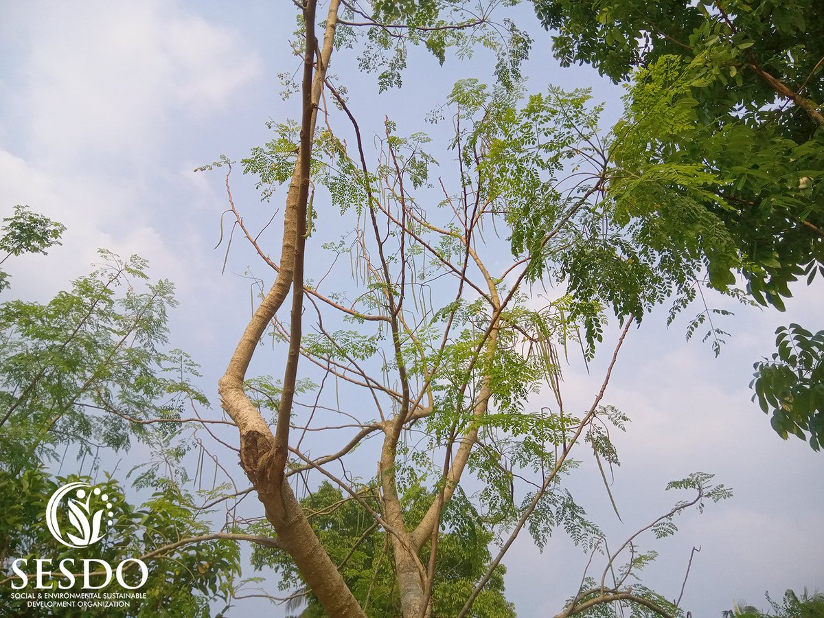 SESDOBD's tweet photo. "Moringa Trees"

#moringa #moringatrees #fightingclimatechange #climateaction #foodsecurity 

@_INPST @GoneSustainable @IPBES @Ecologi_hq @Welthungerhilfe @GlobalGiving @Global_Nature_F @MalteserInt @EUClimateAction @theGCF @CGIAR @UNFCCC @theGEF @FAOclimate https://t.co/jrT9iqGRFr