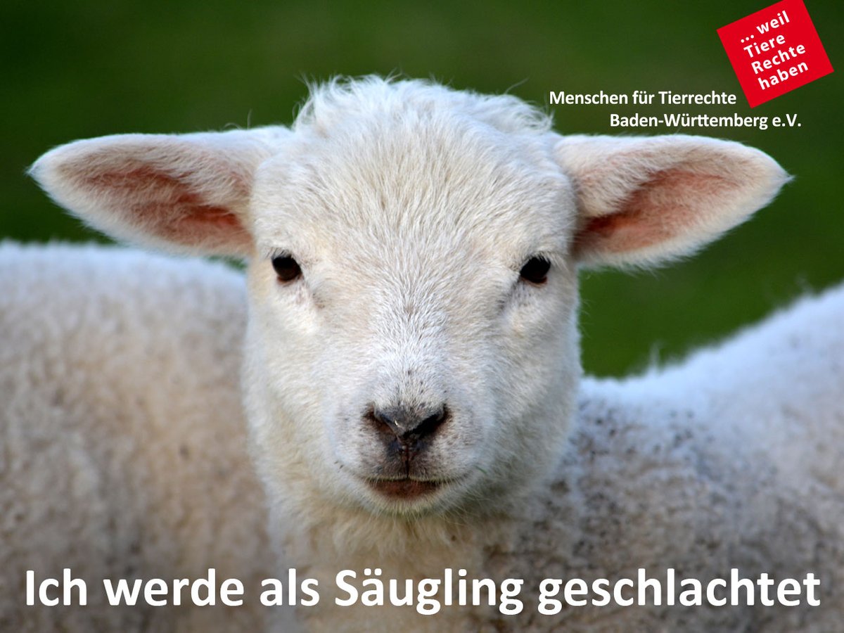 tierrechte_bw's tweet photo. In #Deutschland werden jährlich bis zu 900.000 #Lämmer getötet, besonders zu #Ostern wird außerdem zusätzlich #Lammfleisch aus dem Ausland importiert. So sehr steigt zu diesem #Festtag die Nachfrage nach dem #Fleisch von Schafen im #Säuglingsalter. #govegan https://t.co/YcyY8KfVrz