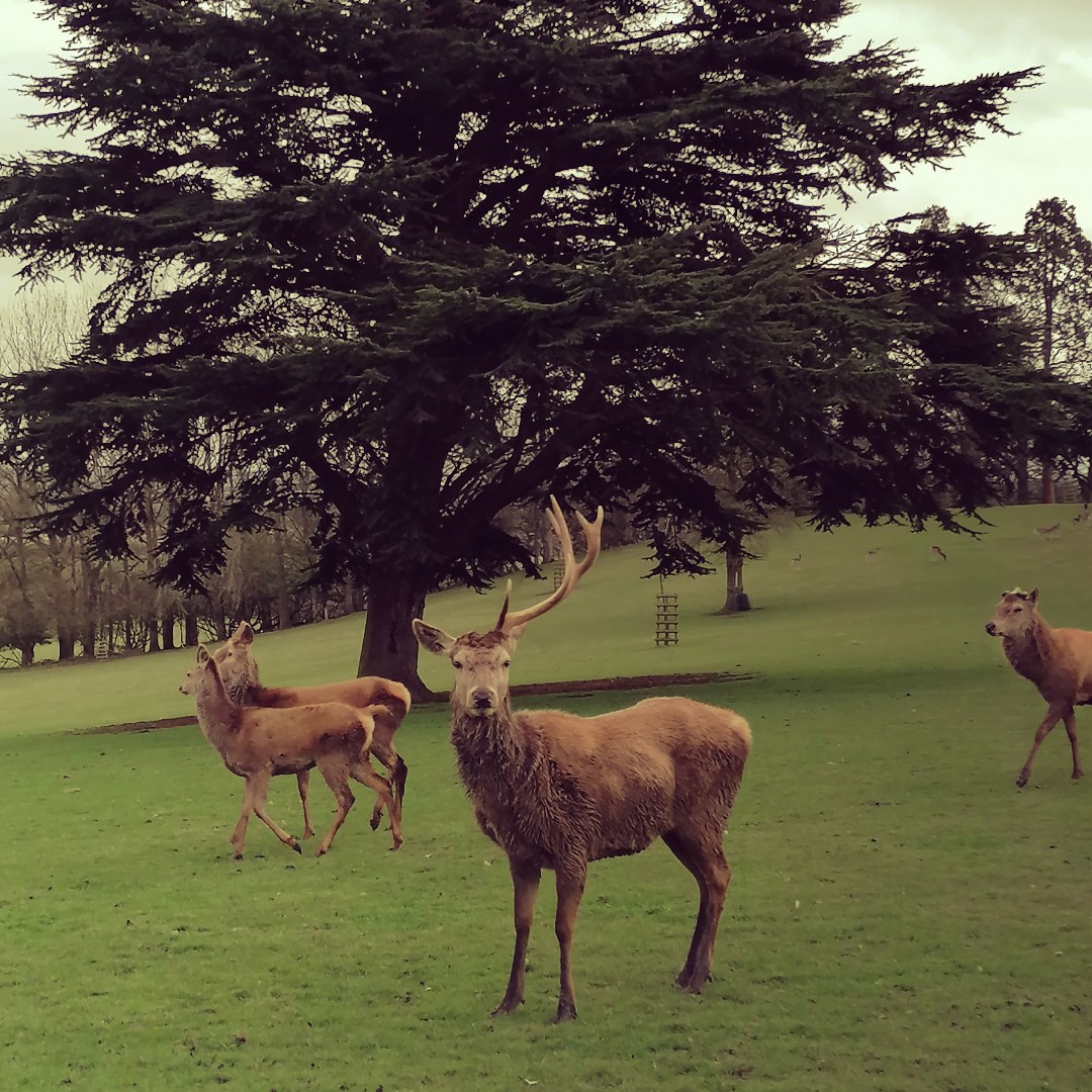BritishDeerSoc's tweet photo. JUST FOR FUN
Who can think of the best caption for this great photo shared with us by Christian Jacques?
#CaptionThis #CaptionTime #deer #antlers #justforfun https://t.co/yofzJoZtz0