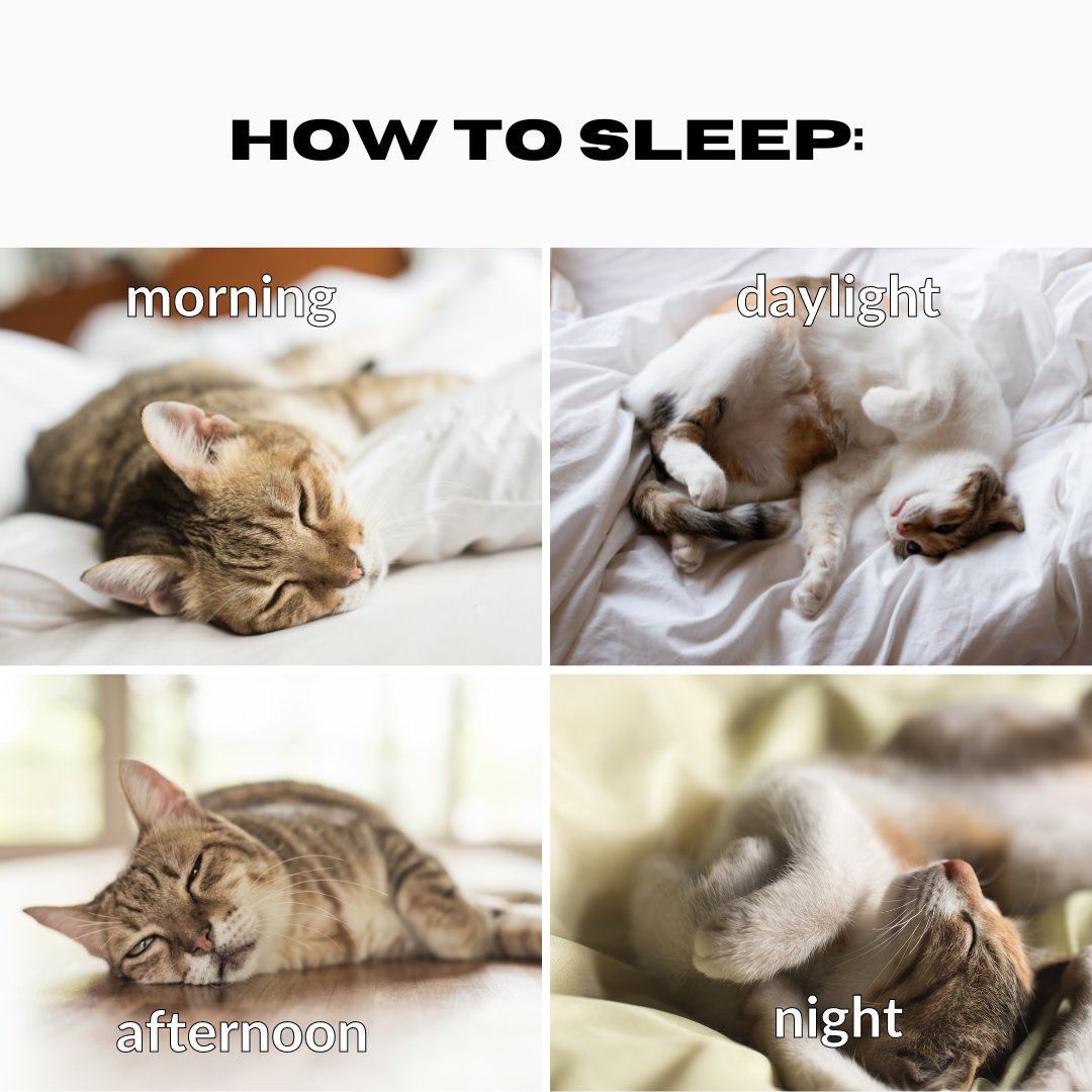 We can learn a lot from cats.

We humans might need a little help 👇
bradfordwellness.co/sleep-support/…

#cbd
#cbdproducts
#scottsboro
#cbdispensary
#cannabis
#hempcbd
#hemp
#homeopathy
#bradfordwellnessco
#stress
#relax
#sleep
#sleepsupport
#anxietyrelief
#stressrelief
#anxiety
#livebetter