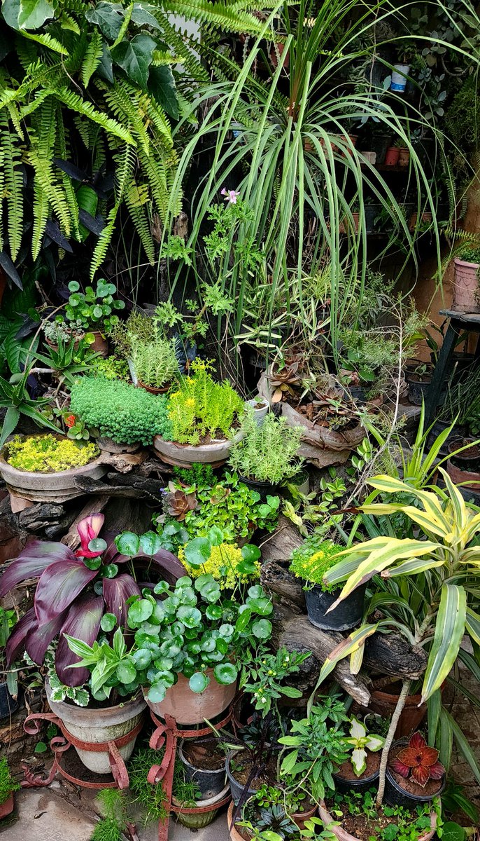 sathr21's tweet photo. #sedums #succulents and some more

#HomeGarden #gardening #SmallGarden https://t.co/rTZUWSXaTv