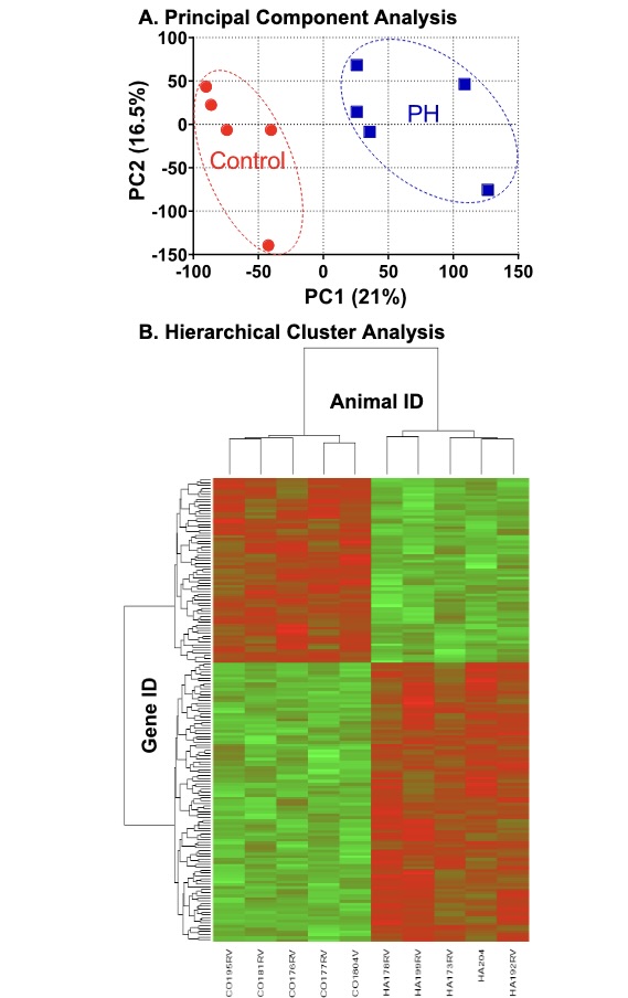 ajpheartcirc's tweet image. #ArticlesInPress: Functional and Molecular Determinants of Right #Ventricular Response to Severe #Pulmonary Hypertension in a Large Animal Model
(Brown, et al.)
ow.ly/tKnL50NAZzn
@CUAnschutz  @TimLahm  @ecmatlas 
#rightventricle  #pulmonaryhypertension