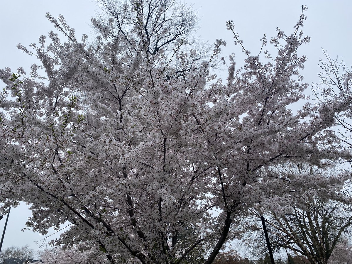 israhkhan's tweet image. Blossoms on way to work - need to stop a while and rejuvenate myself #spring23