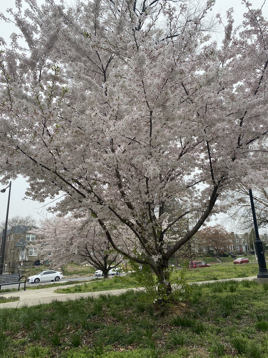 israhkhan's tweet image. Blossoms on way to work - need to stop a while and rejuvenate myself #spring23