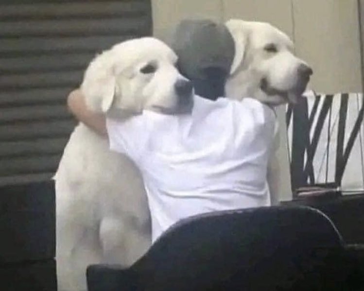 Me every time I go to someone's house and they have dogs