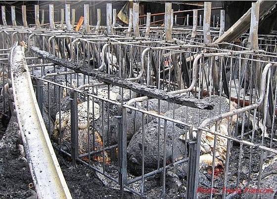 9000 varkens levend verbrand bij #stalbrand. Mocht je denken 'ach nou ja, die dieren gaan toch dood': kijk eens hoe dat is. Ze willen vluchten, instinctief proberen ze alles wat ze kunnen om hun leven te redden, maar ze zitten vast. <a href="/ministerlnv/">MinisterN_S</a> <a href="/christenunie/">ChristenUnie</a>