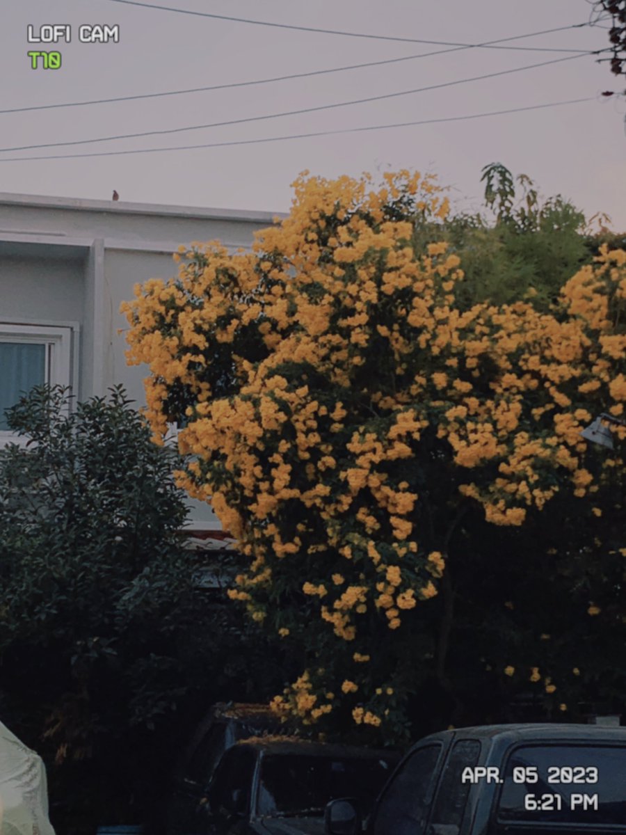 I4MPXT's tweet image. 🌼