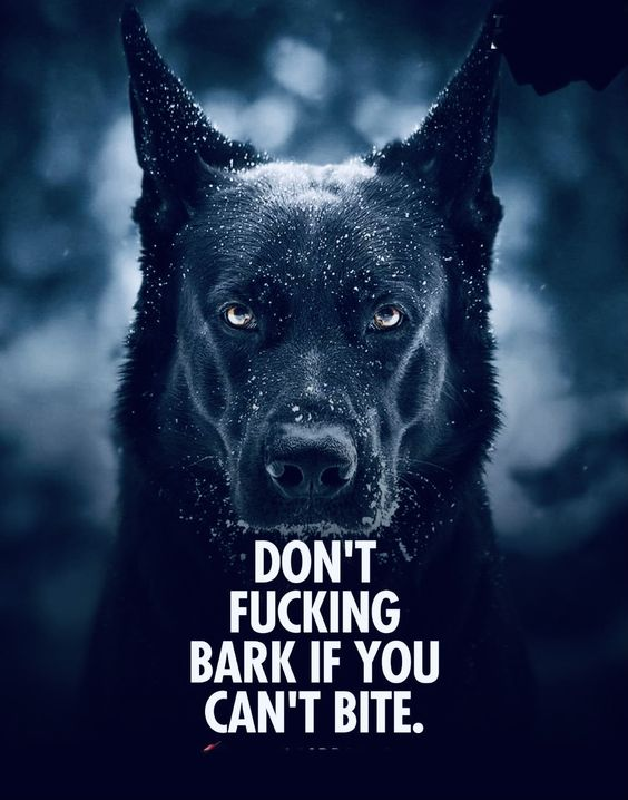 EliMax54's tweet image. #Barker . . . not Twitter