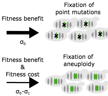 SPCGgroup's tweet photo. @SPCGgroup paper by @Simopompei. Early aneuploids emerge by #survivalofthefastest and their fitness includes a specific advantage and a chromosome per-gene cost. Out today in PNAS @PNASNews 🥳 
https://t.co/Dftwr6QyFH https://t.co/ZW9fROF3Ci