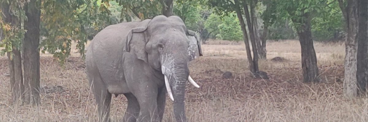 Bandhavgarh