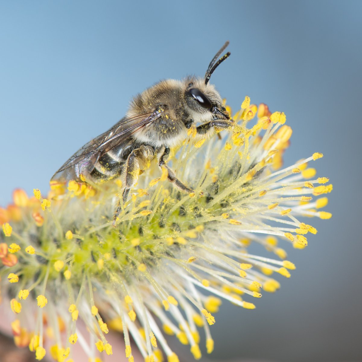 My latest storymap titled Signs of Spring, features the unequal cellophane bee (Colletes inaequalis). Learn more about the natural history of this early spring solitary bee and the native plants it depends on:
arcg.is/1K0v4y
#bees #pollinators #nativeplants
