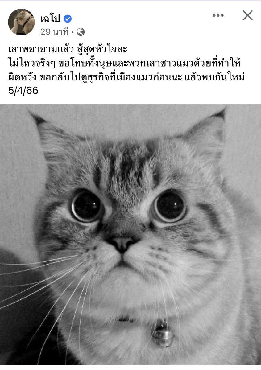 4amvanila's tweet photo. น้องเฉโปกลับดาวแมวแล้วอ่ะ โคตรเศร้าเลย 😢 https://t.co/KZ06RgC9Zk