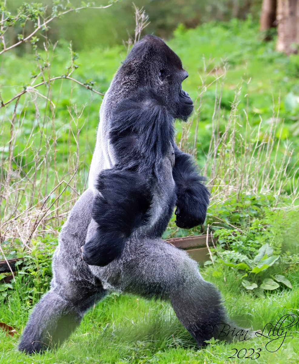 brglilly's tweet image. Kivu marching bipedally out of the Ape house @PaigntonZoo #gorilla #bipedal