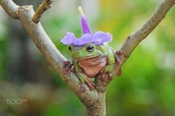 hourly frogs ! ꕥ (@hourfrogs) on Twitter photo 