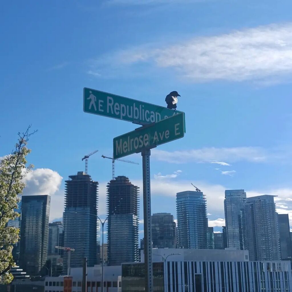 The Melrose Murder seemed glad to have us back this week. Or they were just hungry. 🤷‍♀️ 🐦

#crows #capitolhillseattle #melrosemurder instagr.am/p/CqqL_DmpJ4y/