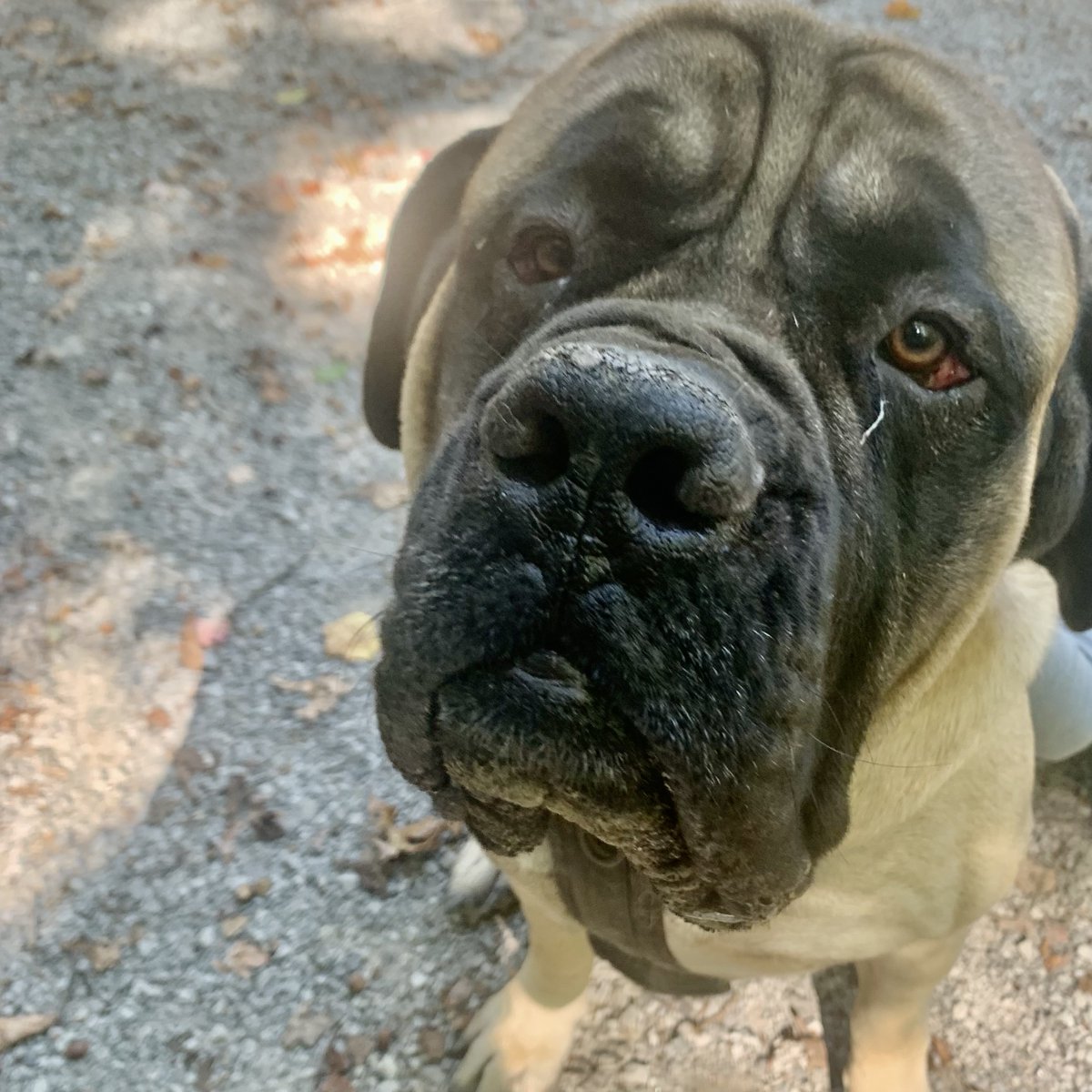 GreeterFalls's tweet photo. At 190 lbs, Tug may be one of our BIGGEST guests.  We love every ounce of him.  #greeterfalls #savagegulf #tennesseestateparks #tennesseewaterfalls #campground ​​​​​​​​#RVCamp #glamping #waterfall #boardtreefalls #stonedoor #camp #hike #adventure #nature #explore https://t.co/HDuGfsjPvA