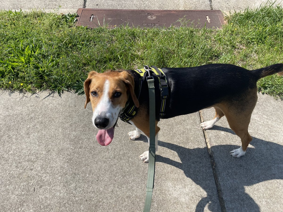ImPerfectlyDe's tweet image. I know everyone thinks their pet is the cutest but mine really is 😍🥰 #foxhound.