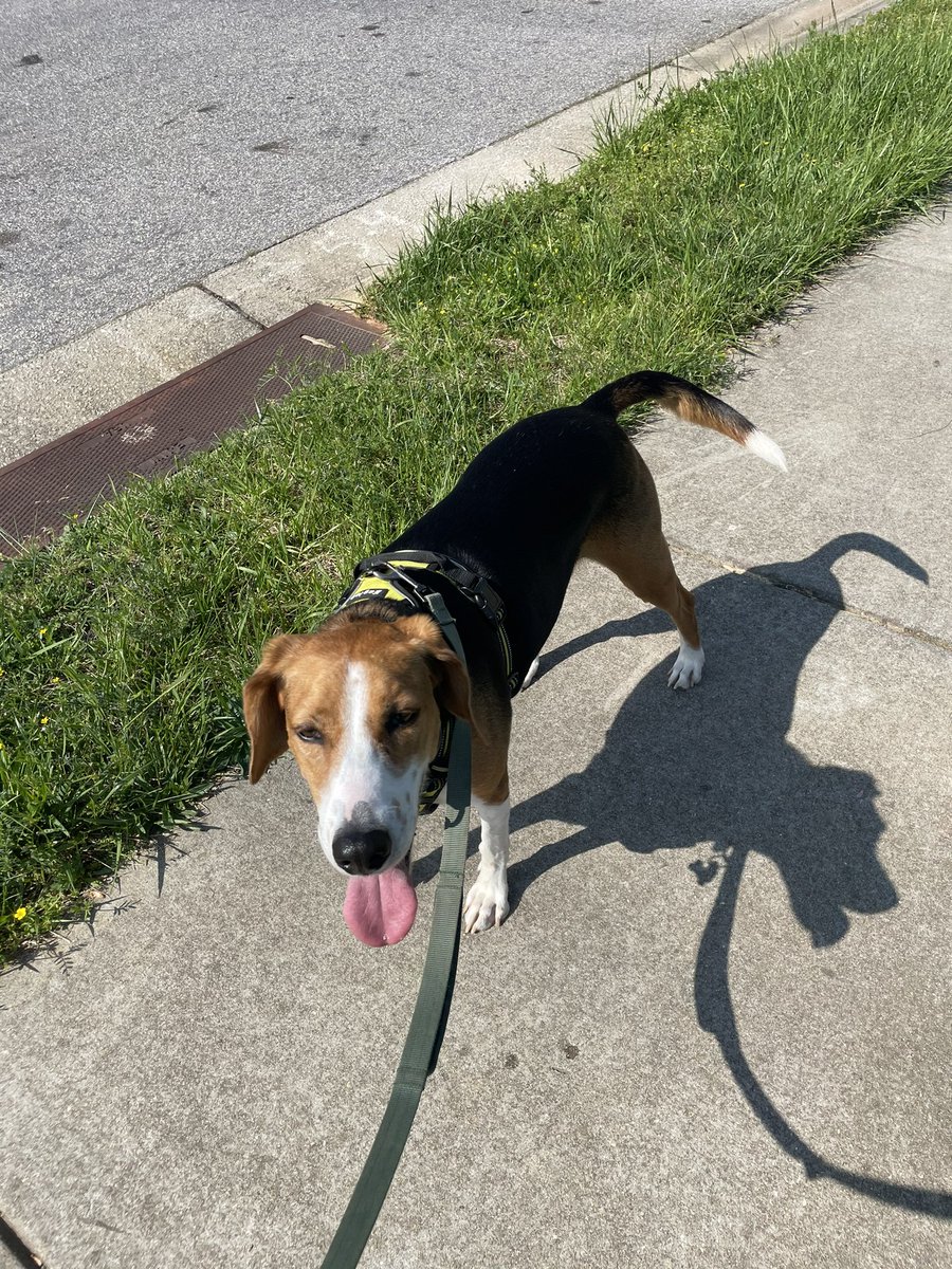 ImPerfectlyDe's tweet image. I know everyone thinks their pet is the cutest but mine really is 😍🥰 #foxhound.