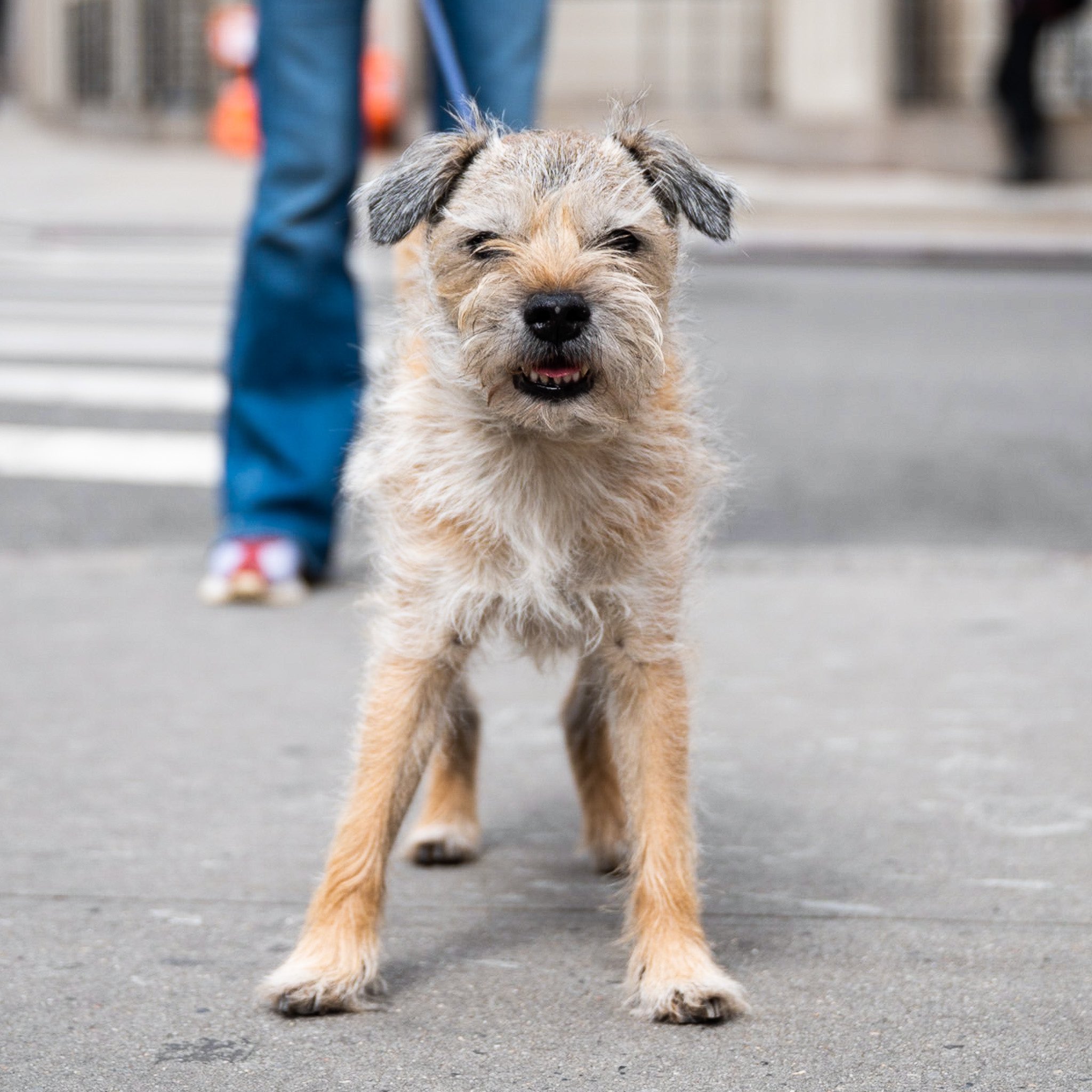 Border terrier schnauzer best sale mix