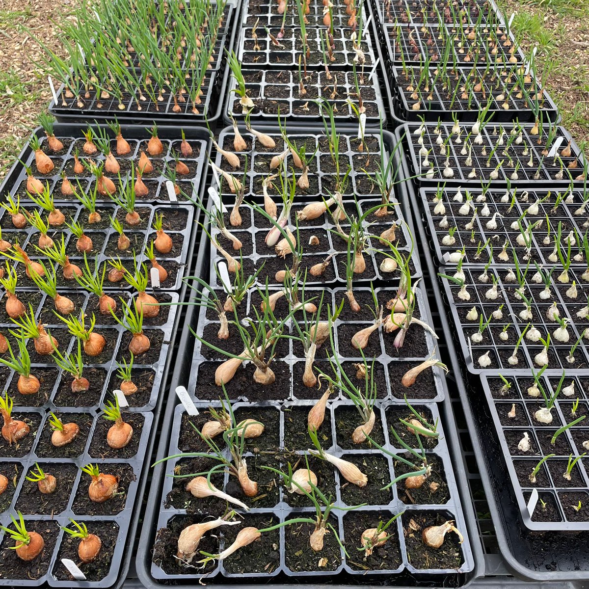 Saffron Acres tweet media