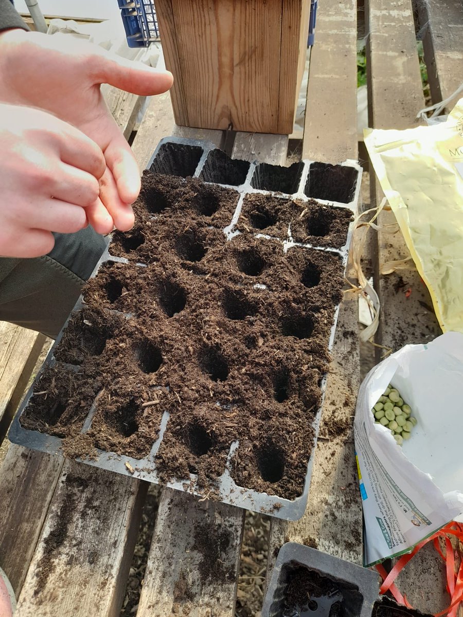 Saffron Acres tweet media