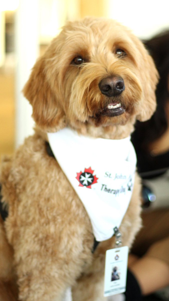 Stressed about exams? Ollie is here to help!

Puppy Power Hour at the SUB will continue happening every Wednesday, from 4-5 pm, throughout April. Come say hi and pet a cute fluffy dog for your study break!
