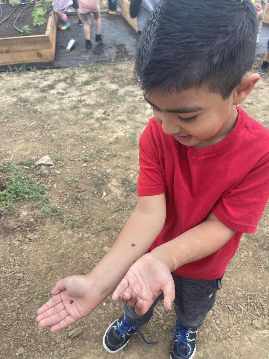 SSAISDMadla's tweet photo. Ladybug 🐞 Release! Our Pre-K Ss had an opportunity to help our garden by placing hundreds of ladybugs on the plants and 🌳.@ssaisd @WeGoPublic #PreKguidelines #FunIntheGarden #Ladybug https://t.co/sV1jX7N1df