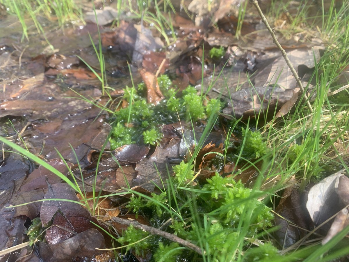 Lejeuneolivie14's tweet photo. Préparation de la sortie multi partenariales dans le cadre des actions #fodex forêt d’exemption avec @ONF_Officiel @pnr Montagne de Reims @ComGegenaa en forêt de Verzy https://t.co/AiWY5H9bML