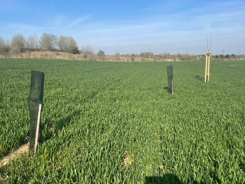 ✅ Point presse autour des plantations  dans le #GrandArras 

🌳Plus de 1️⃣4️⃣0️⃣0️⃣0️⃣ arbres et arbustes ont été plantés cet hiver 

📍Une agroforesterie est en expérimentation sur le territoire,

🌳Le #GrandArras continue son schéma directeur de boisements