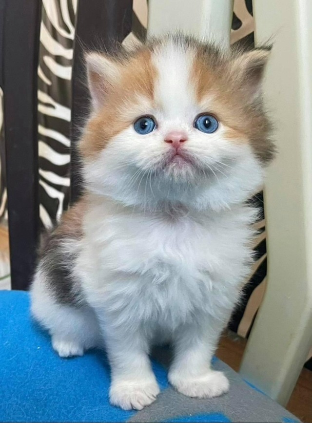 Cute Animals tweet media