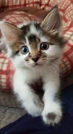 Cute Animals tweet media