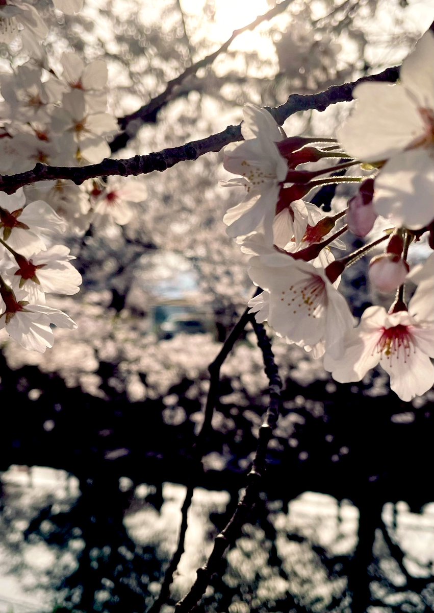gray_019's tweet photo. 菜の花見に行くと角材ちゃんがはしりまわってるのを幻視するし、桜見に行くと先生が真冬のコート着たまま遠くに立ってる白昼夢を見るんですよね https://t.co/9oiFZxv7ij