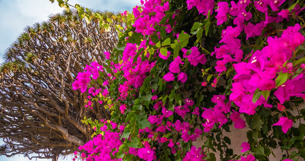 BiodiverSiTal's tweet image. Estas flores NO son rosas, sino blancas 🤯 

El gran engaño de las buganvillas sirve como metáfora para explicar la triste historia de su descubrimiento, pues el hombre que la describió... nunca existió ⬇️
