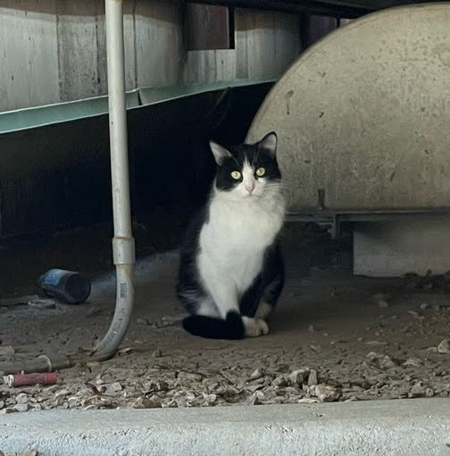 We seem to have a new kitty at the Station. If anyone has lost their black and white cat who looks like this in Maryville, MO. #Maryville #nwmissouri #Foundcat Please contact us! We are trying to keep the stray & feral population down in Maryville.