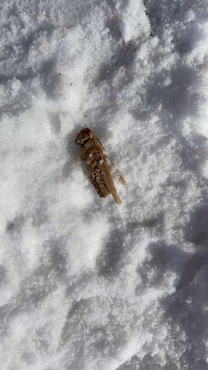 Heaven8Nine's tweet photo. I came across this dead grasshopper body in the snow. What kind of bad voodoo is this??!! #NorthDakota #Aprilstorm #snow #ranching #angus #beef #grasshoppers #spring #bigwinter #breakingrecords https://t.co/7J6iOxKjsU