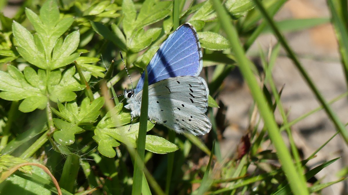HarryWolbers's tweet photo. Mijn eerste boomblauwtje dit jaar #vlinders #twente https://t.co/Ug21jZQAcG