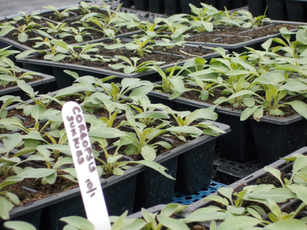 ShrewsburyTC tweet media