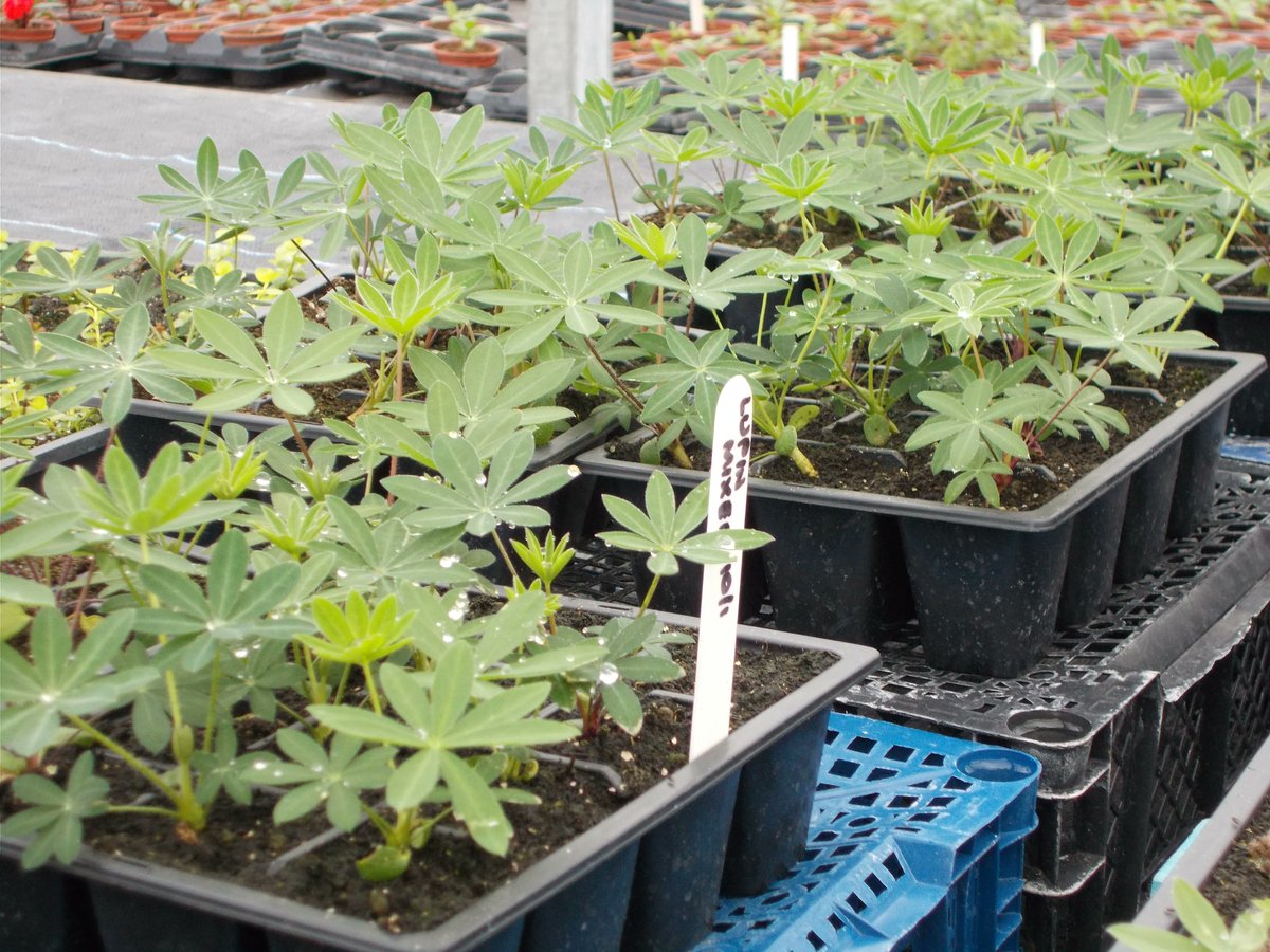 ShrewsburyTC tweet media