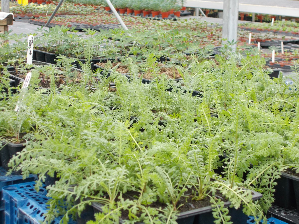 ShrewsburyTC tweet media