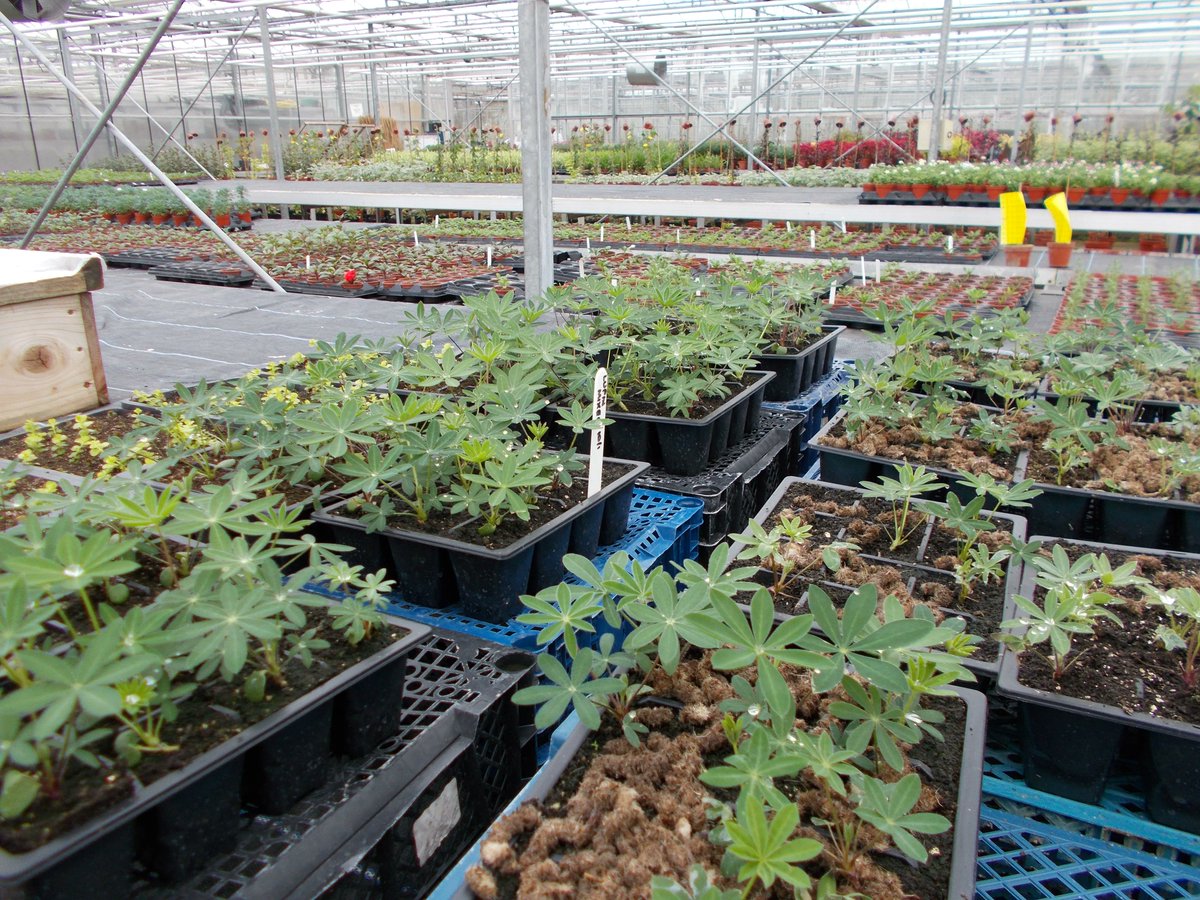 ShrewsburyTC tweet media