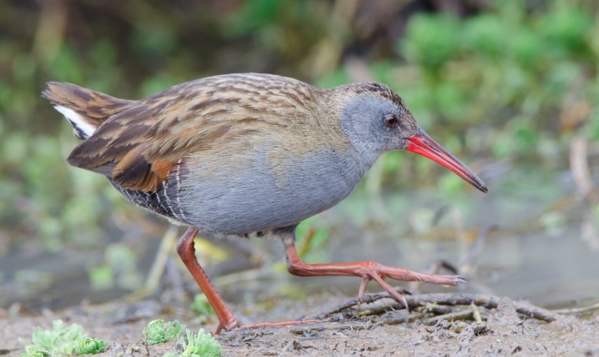 lasillavacia's tweet photo. #ElPaísEnVivo

La @avesbogota criticó obras que adelanta la @CAR_Cundi en el humedal Jaboque porque amenazan a varias especies de aves que viven en el humedal.

https://t.co/bhLQFGWsEm https://t.co/JDIhx7iuPa
