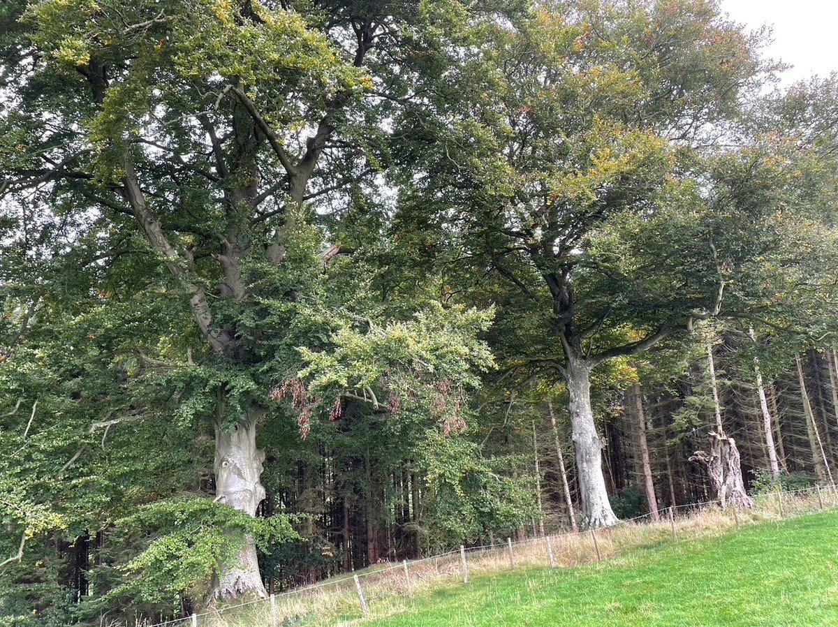 🌳NEW TO THE MARKET🌳
Boothby Bank Woods, Lanercost | Guide price: £80,000
- 15.70 acres of mature woodland which is mainly coniferous with some areas of deciduous trees.
Details 👉 bit.ly/3nMPVet
Please contact our Borderway office on 01228 406260!☎