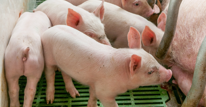 FarmsSwine's tweet photo. Herd health is about to improve in a big way, thanks to a new #swine vaccine developed by a college.
The vaccine will prevent #StrepZoo, a bacterial infection that can cause sudden death in otherwise healthy #pigs.
Learn more about this breakthrough here โฌ
#AgTwitter #Hog