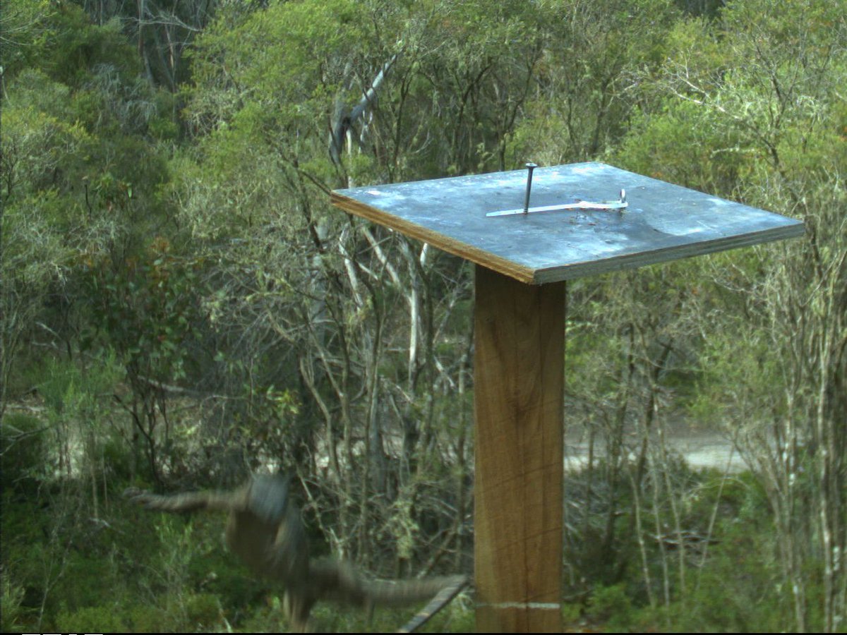 Going back through camera trap images from #kangarooisland today and found this amazing action shot of a heath goanna (Varanus rosenbergi) falling off a bird table at high speed. Don't worry, I can confirm the goanna was fine. #WildOz #herpetology #goanna  #fallingwithstyle 🦎