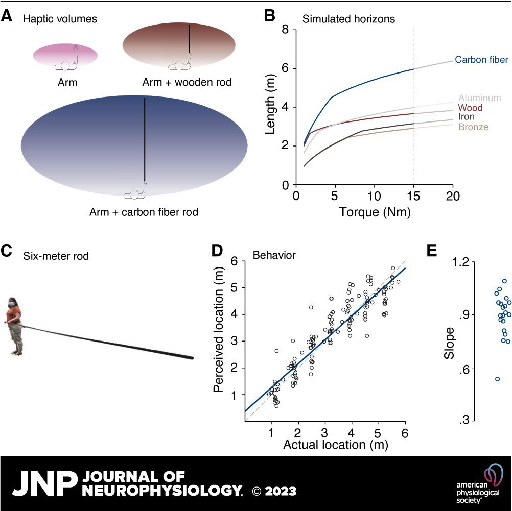 Luke E. Miller (@lukemillerneuro) on Twitter photo New paper alert!
A horizon for haptic perception, w <a href="/felix_jarto/">Felix Jarto</a> & @pmedendorp
A fun model-driven study! Turns out that humans can accurately localize touch on a 6-meter rod (!), which our modeling suggested was the spatial limit of the haptic sense
journals.physiology.org/doi/abs/10.115… New paper alert!
A horizon for haptic perception, w <a href="/felix_jarto/">Felix Jarto</a> & @pmedendorp
A fun model-driven study! Turns out that humans can accurately localize touch on a 6-meter rod (!), which our modeling suggested was the spatial limit of the haptic sense
journals.physiology.org/doi/abs/10.115…