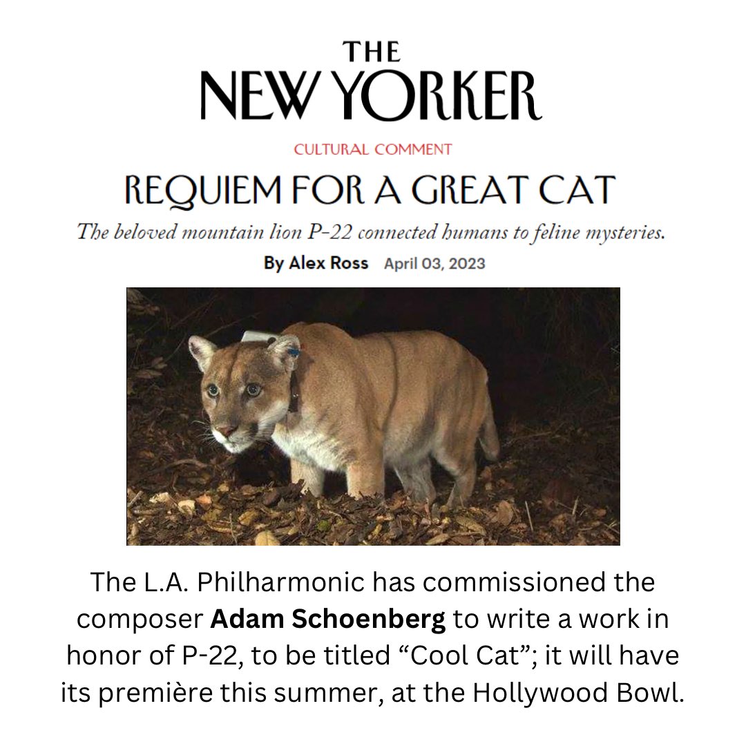 Thank you @alexrossmusic for the shout out! Feeling very grateful to have been included in this wonderful @NewYorker article about P-22. Come join us for the premiere of “Cool Cat” at the @HollywoodBowl on Sept. 12th!

newyorker.com/culture/cultur…