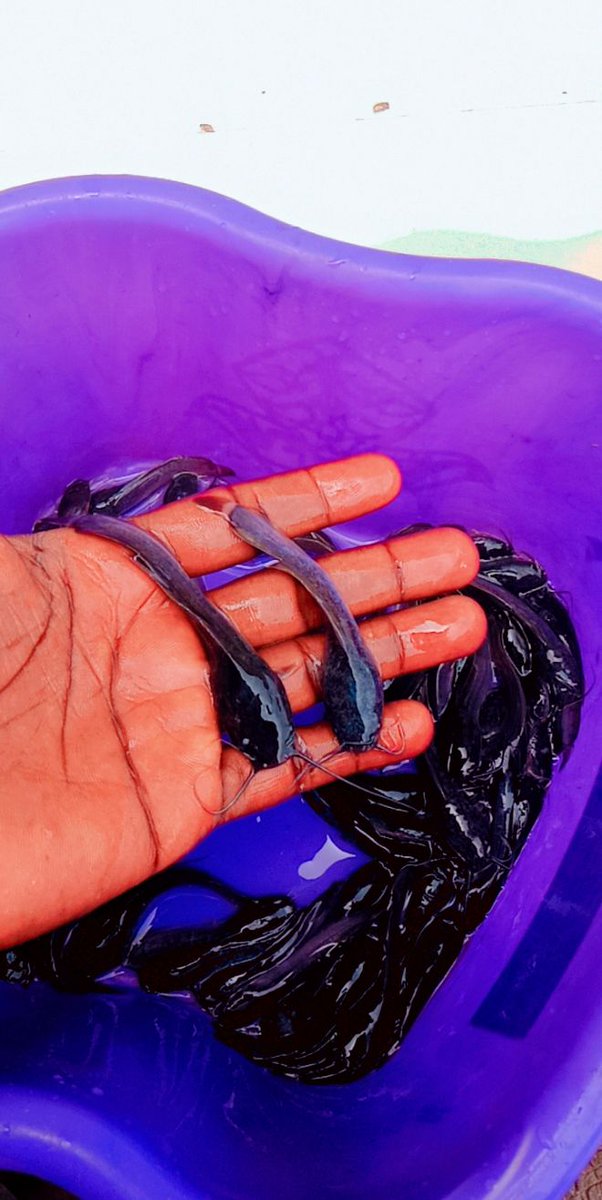 SuleimanTemito8's tweet photo. Hybrid catfish juvenile available just  me fam https://t.co/fJnJaKh8hR